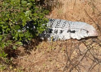 Officials issue warning after hikers spot huge invasive lizard lurking in state park: ‘If you see it, back away safely’