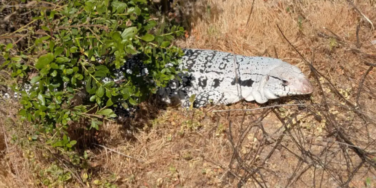 Officials issue warning after hikers spot huge invasive lizard lurking in state park: ‘If you see it, back away safely’