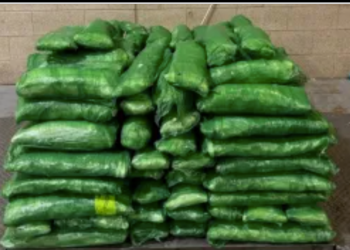 Border Officers Seize $6.7 Million in Meth Hidden Among Tomatillos at Texas Cargo Facility